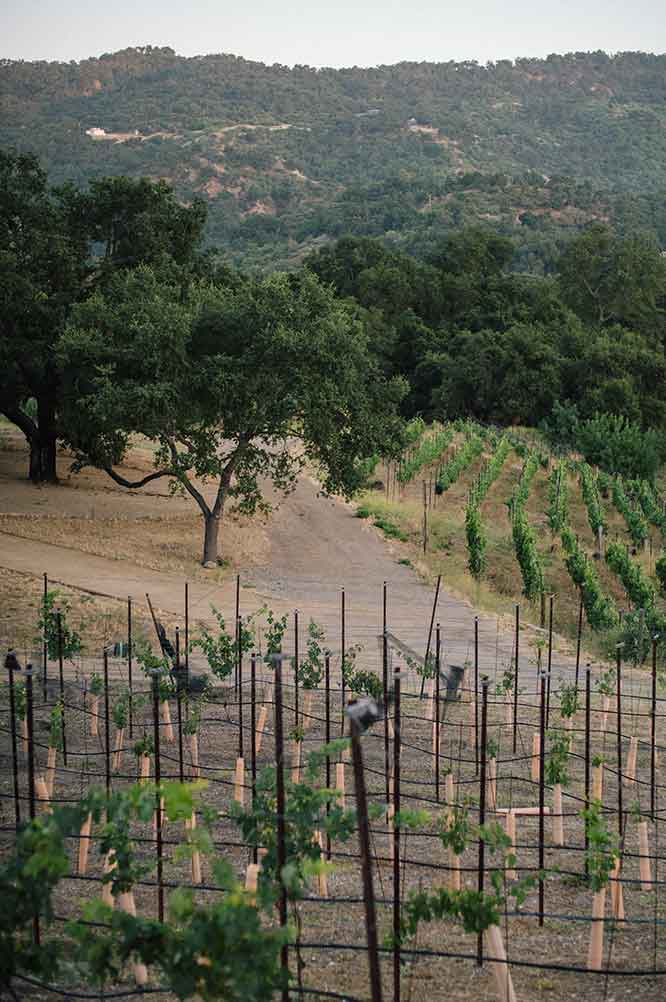 Ojai Vineyard